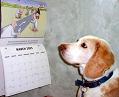 Dog looking at calendar
